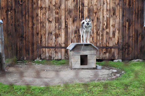 Free Dog Chained photo and picture