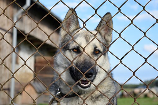 Free Dog Chained photo and picture