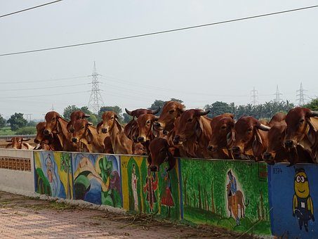 Kuh, Indisch, Heilige Kuh, Hinduismus