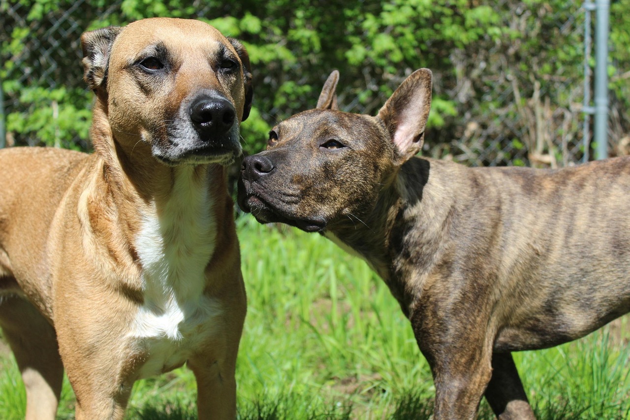 Two Rescue Dogs Rescue Dogs - Free photo on Pixabay