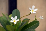 white flower, white frangipani, plumeria alba