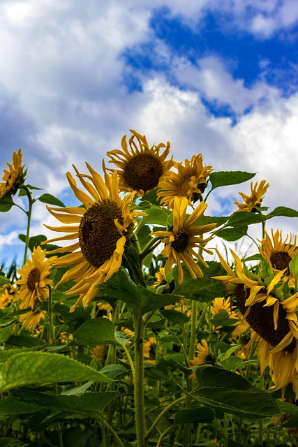 Free Sunflower Field photo and picture