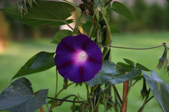 Flor, El Verano, Azul, Vientos, Florecer