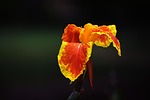 canna lily, yellow orange, flower