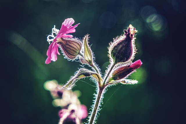 Free Flower Macro photo and picture