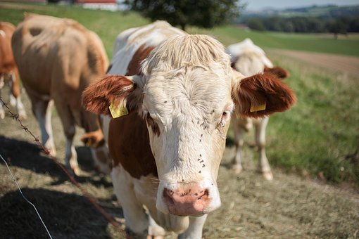 Free Cow Animal photo and picture