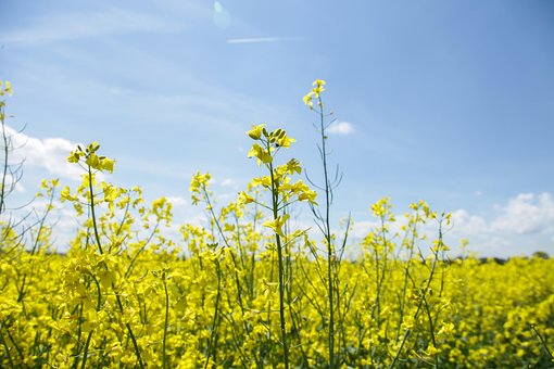 Free Field Of Rapeseeds Oilseed Rape photo and picture