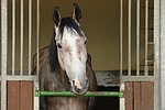 horse, horse head, horsebox for sale