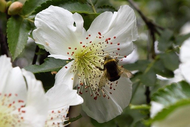 Free Bee On Flower Flower Wallpaper photo and picture