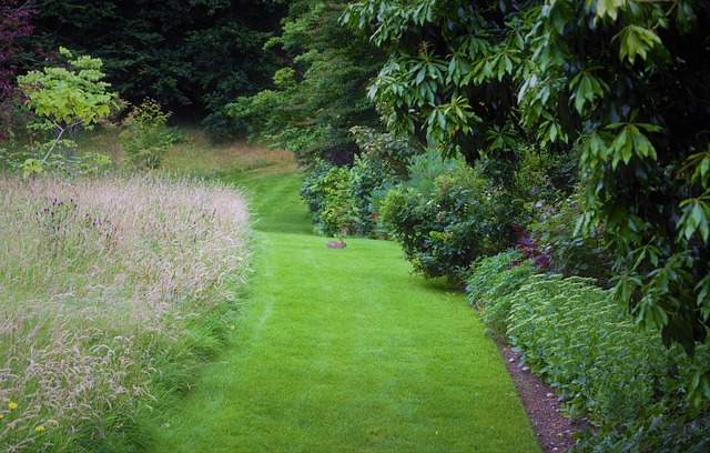 Free Rabbit Green Path photo and picture