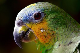 Parrot, Macaw, Bird, Amazon, Head