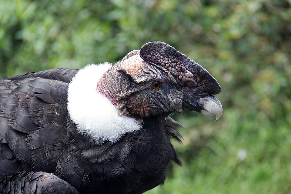 Condor Ecuador - Free photo on Pixabay