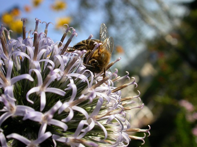 Free Bee Nectar photo and picture