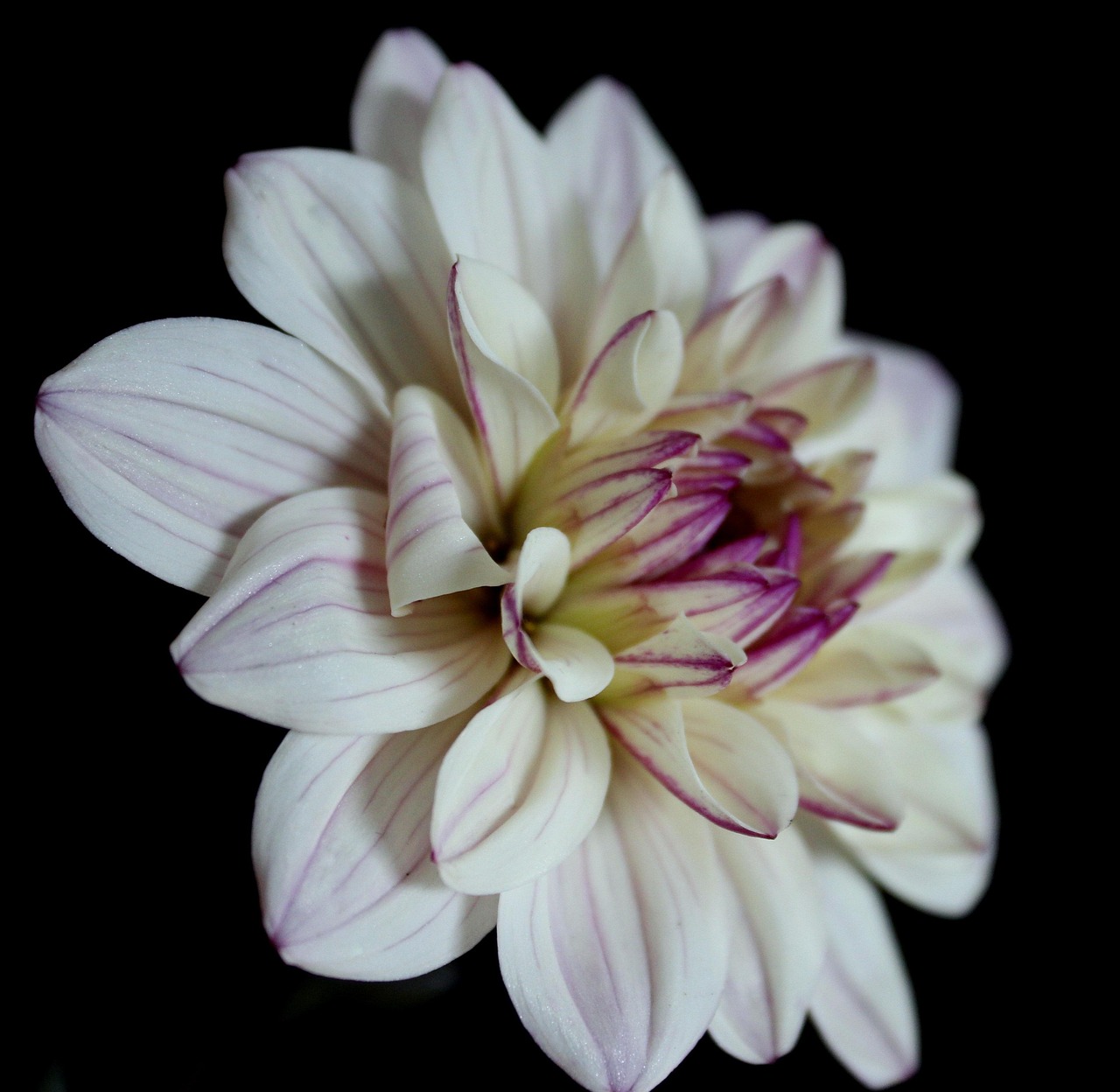 ダリア白 ダリア 花 Pixabayの無料写真