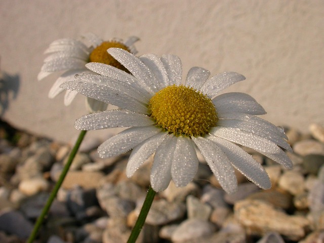 Free Marguerite Flower Background photo and picture