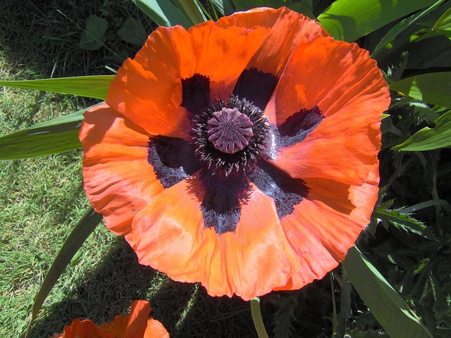 Free Poppy Flower photo and picture