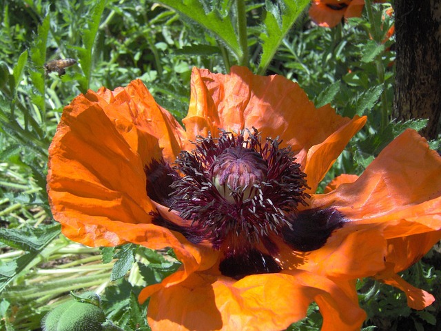Free Poppy Flower photo and picture