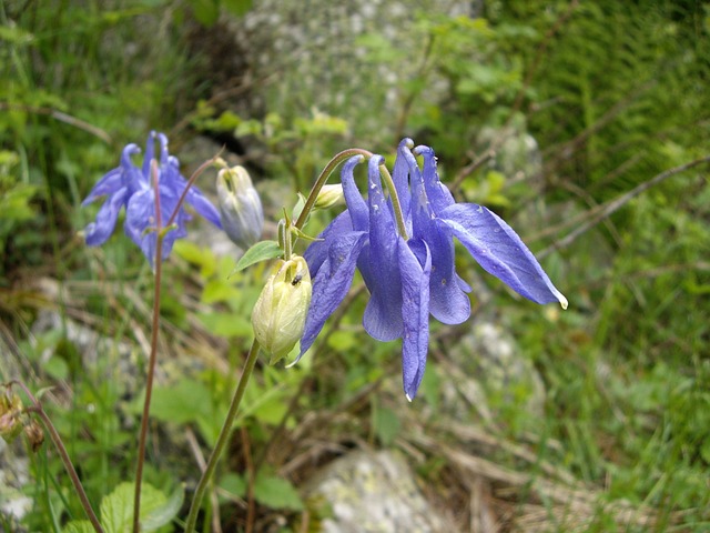 Val D ' Aran, Blume, Natur, Fliegen