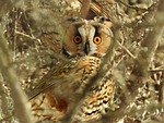 owls, long eared owl, raptor