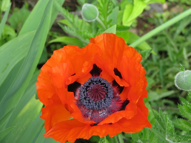 Free Poppy Flower photo and picture