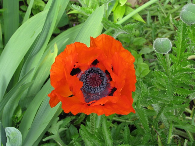 Free Poppy Bloom photo and picture