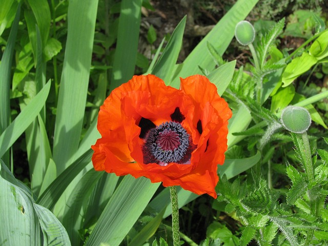 Free Poppy Bloom photo and picture