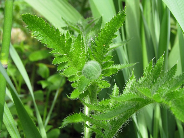 Free Poppy Bud photo and picture