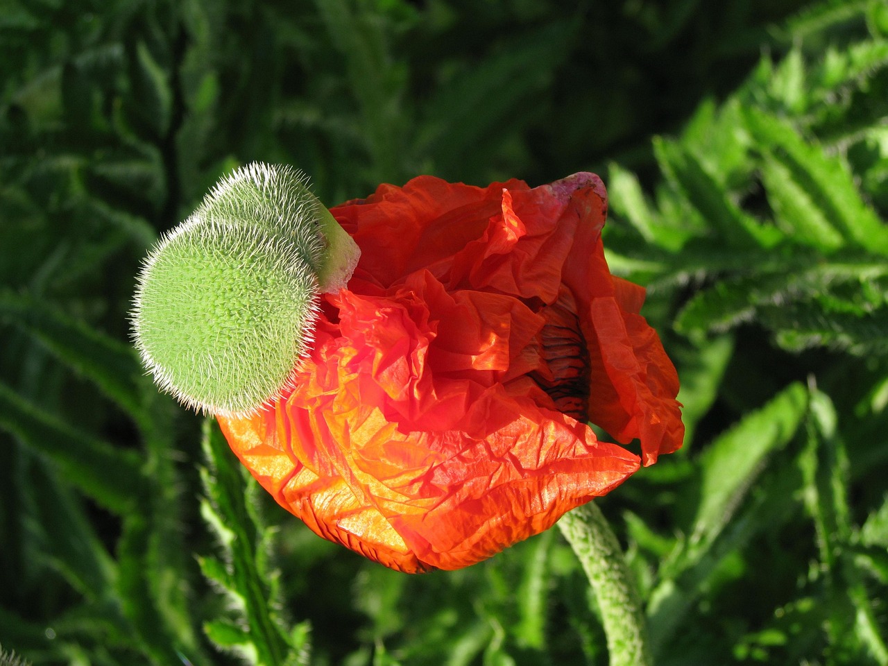 Poppy Blooming Flower Free photo on Pixabay Pixabay