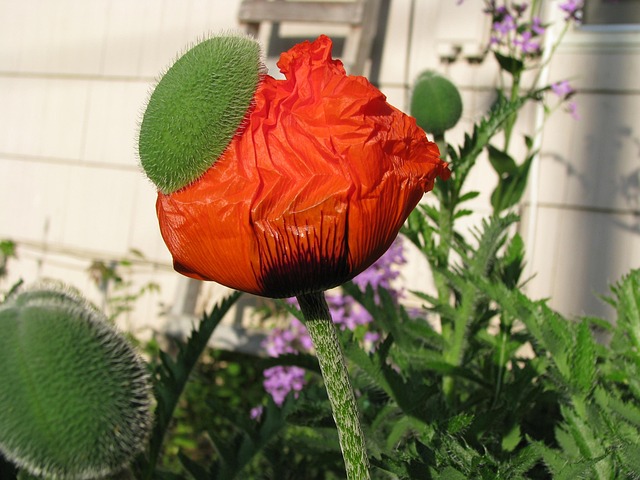 Free Poppy Blooming photo and picture