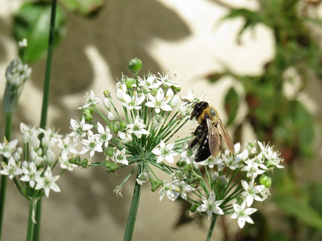 Bee Outside White Flowers Bee Outside - Free photo on Pixabay - Pixabay