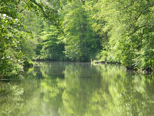 Free Flow Nature photo and picture