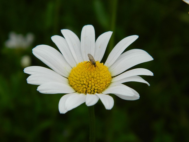 Free Daisy Blossom photo and picture