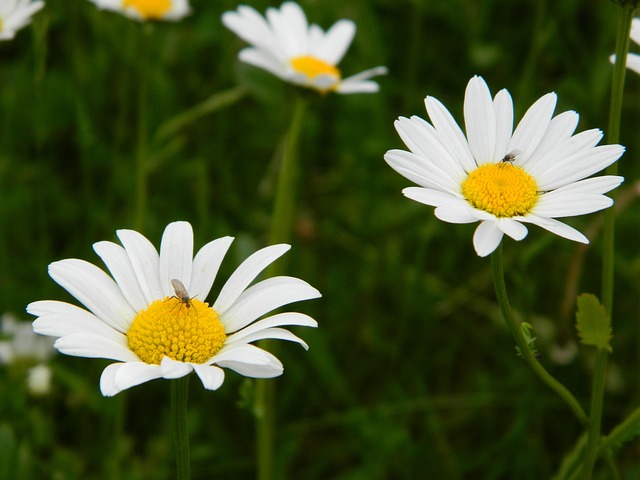 Free Daisy Beautiful Flowers photo and picture