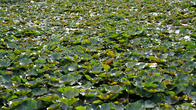 Free Pond Lotus photo and picture
