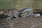 squirrel, hiding squirrel, cute