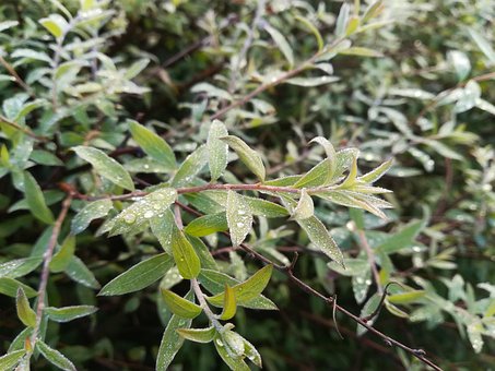 Planta, Natureza, Verde, Folhas
