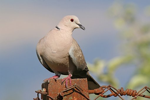 Pombo, Jardim, Natureza, Pomba De Jardim