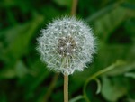 flower, plant, withe