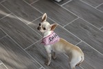 chihuahua, dog, puppy