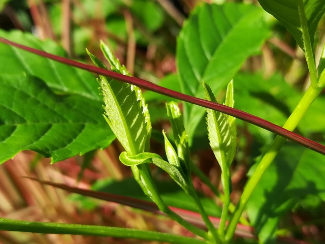 Free Leaf Green photo and picture