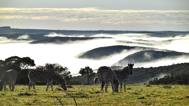Zebra, Südafrika, Tierwelt, Tier, Natur