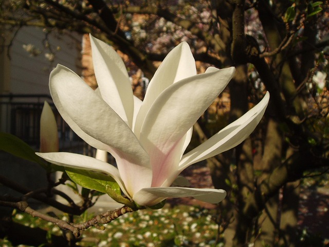 Magnolia, Blomstre, Blomstring