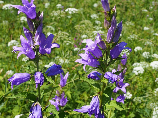 Blomst, Eng, Blomstring, Klokker