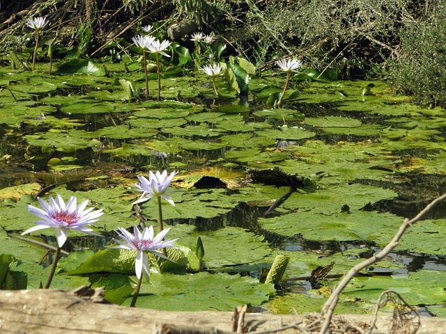 Vandliljer, Åkander, Åkande, Blomst