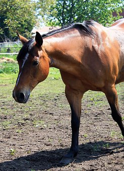 Caballo Cuarto De Milla Imágenes - Pixabay - Descarga imágenes gratis Caballo Cuarto De Milla Imágenes - Pixabay - Descarga imágenes gratis