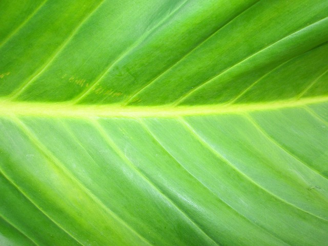Green, สีเขียว, Green Leaf, Tree