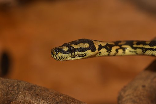 Python, Linje, Dyr, Kvæle Slange, Natur