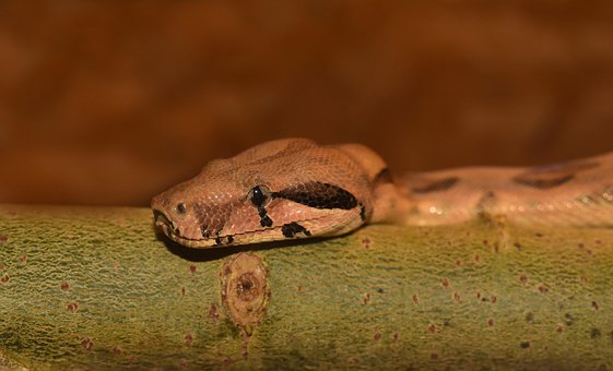 Linje, Boa, Hoved, Krybdyr, Lurer, Natur