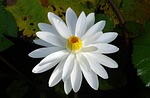 lily, water lily, white