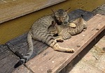 bengal cat, kitten, suckling